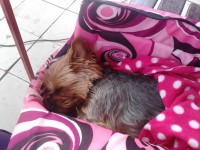 /album/yorkshire2014-cz/a2012-07-16-15-45-30-jpg/